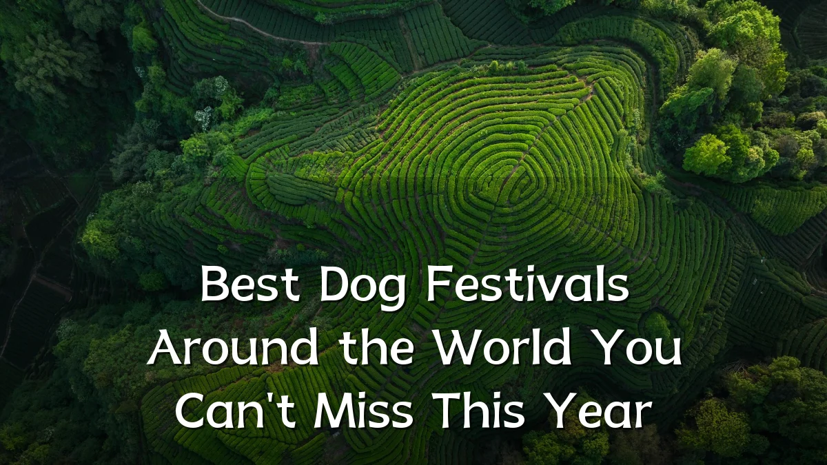 Best Dog Festivals Around the World You Can't Miss This Year