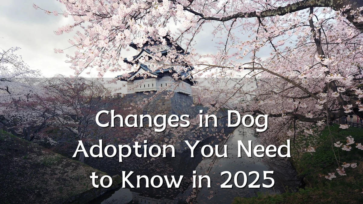 Changes in Dog Adoption You Need to Know in 2025