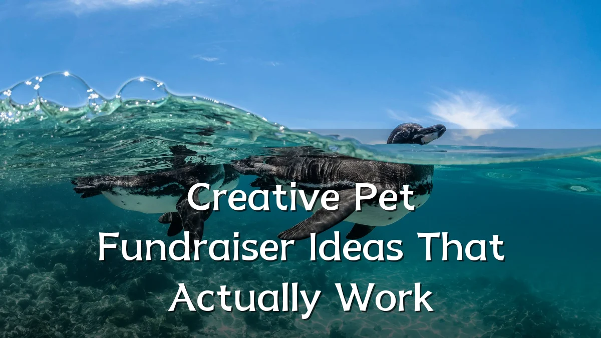 Creative Pet Fundraiser Ideas That Actually Work