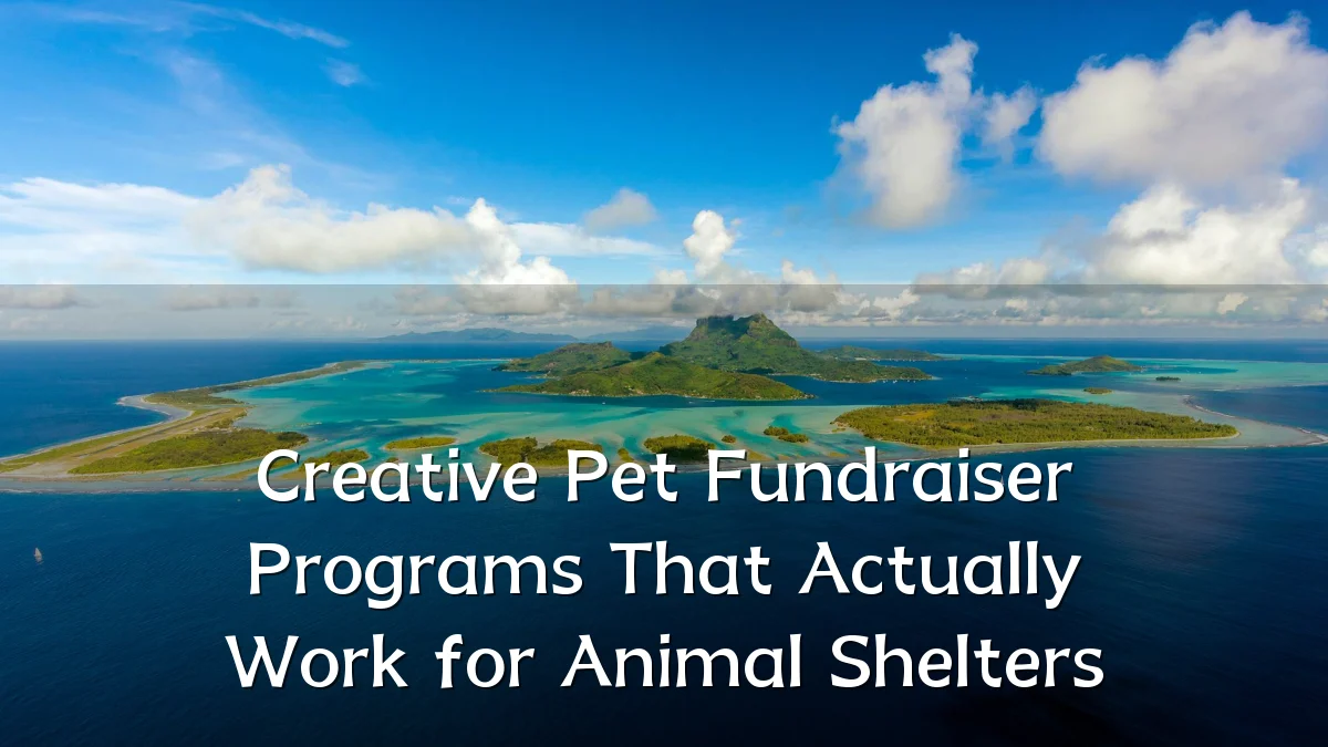 Creative Pet Fundraiser Programs That Actually Work for Animal Shelters