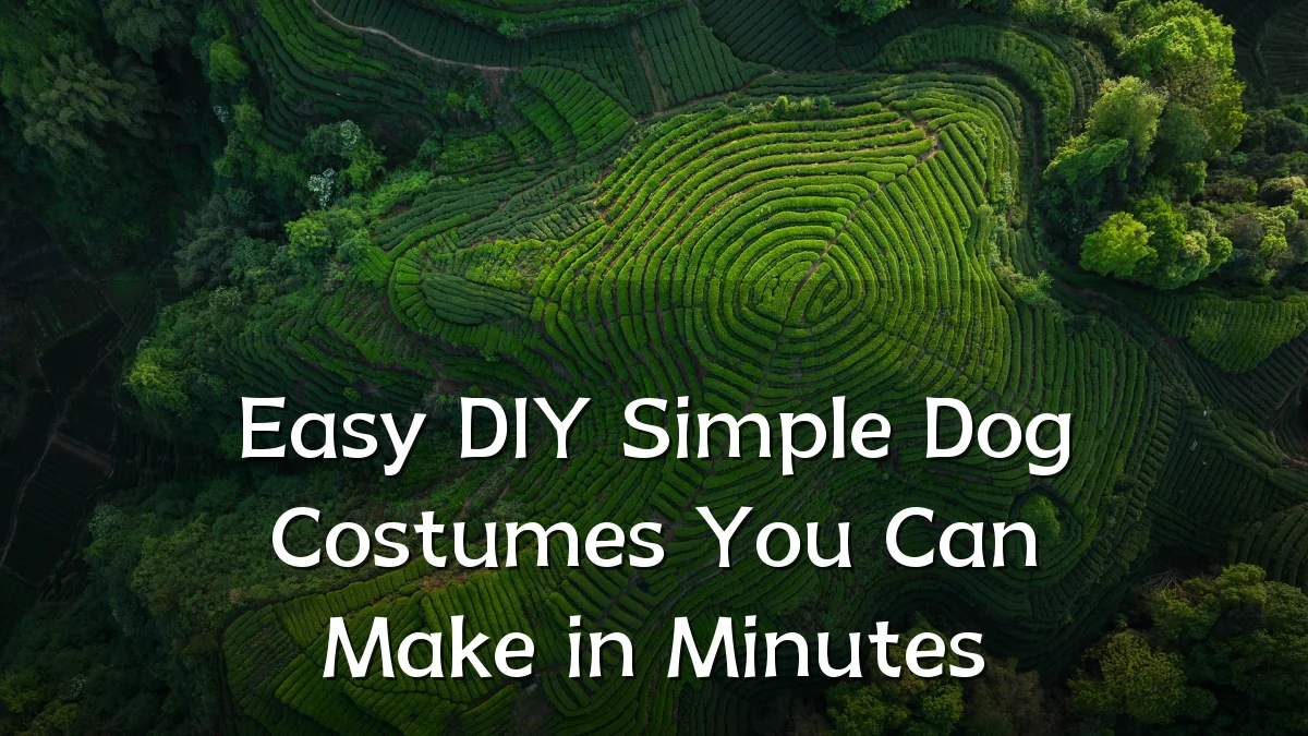 Easy DIY Simple Dog Costumes You Can Make in Minutes
