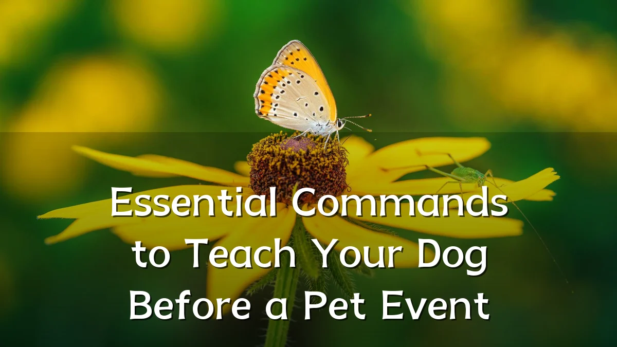 Essential Commands to Teach Your Dog Before a Pet Event