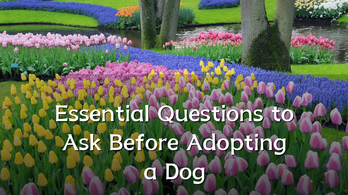 Essential Questions to Ask Before Adopting a Dog