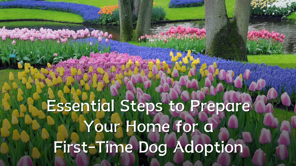 Essential Steps to Prepare Your Home for a First-Time Dog Adoption