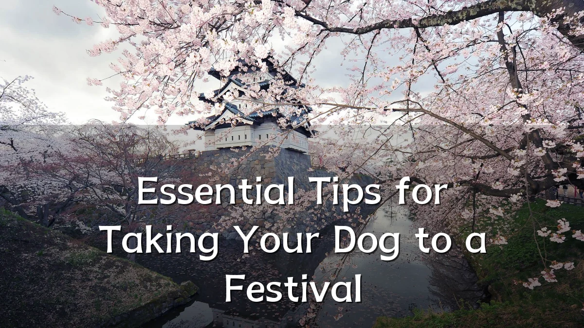 Essential Tips for Taking Your Dog to a Festival