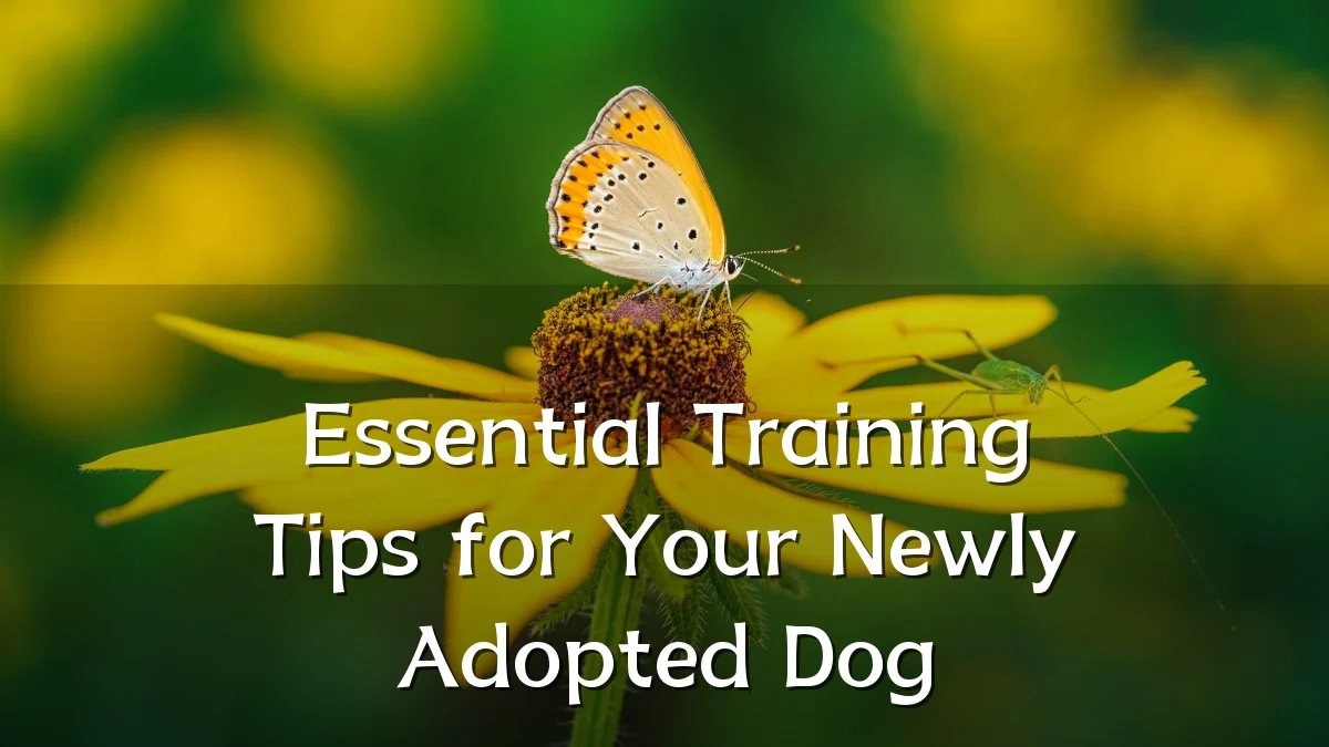 Essential Training Tips for Your Newly Adopted Dog