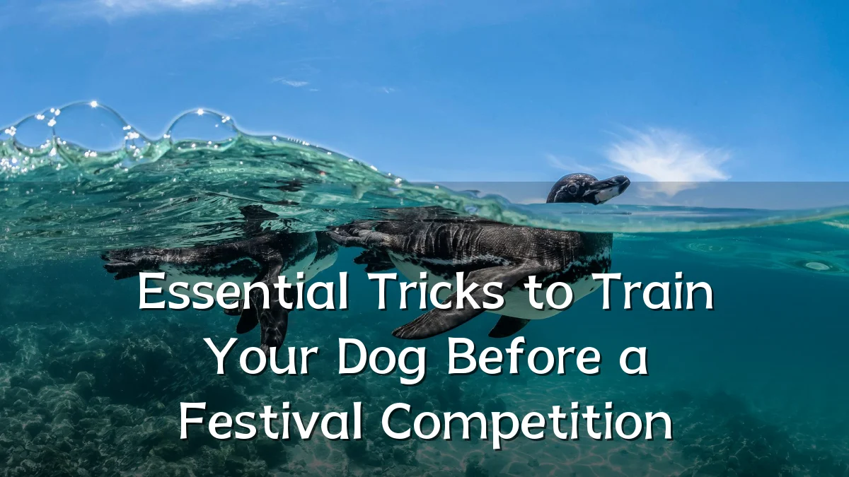 Essential Tricks to Train Your Dog Before a Festival Competition