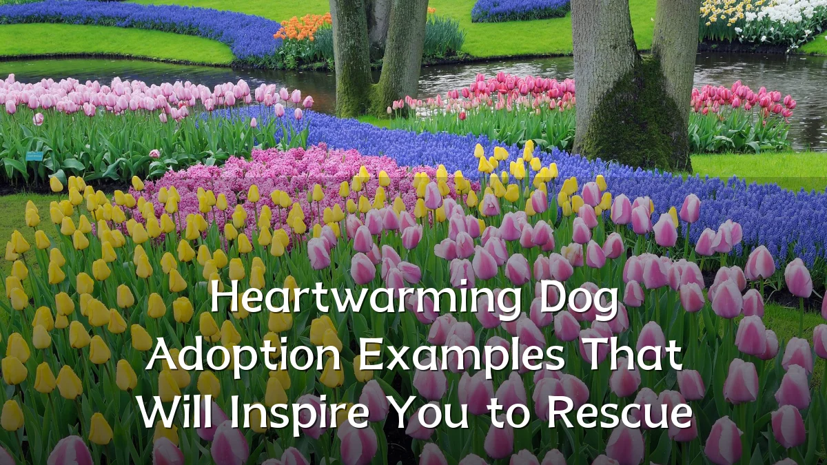 Heartwarming Dog Adoption Examples That Will Inspire You to Rescue