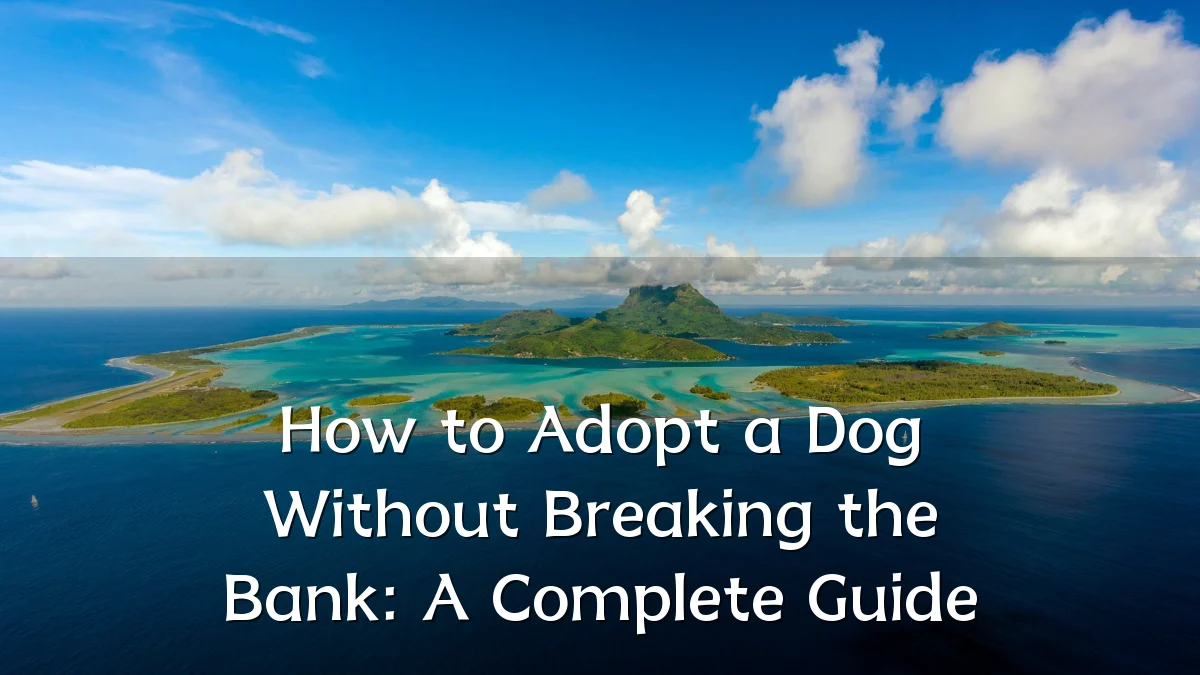 How to Adopt a Dog Without Breaking the Bank: A Complete Guide
