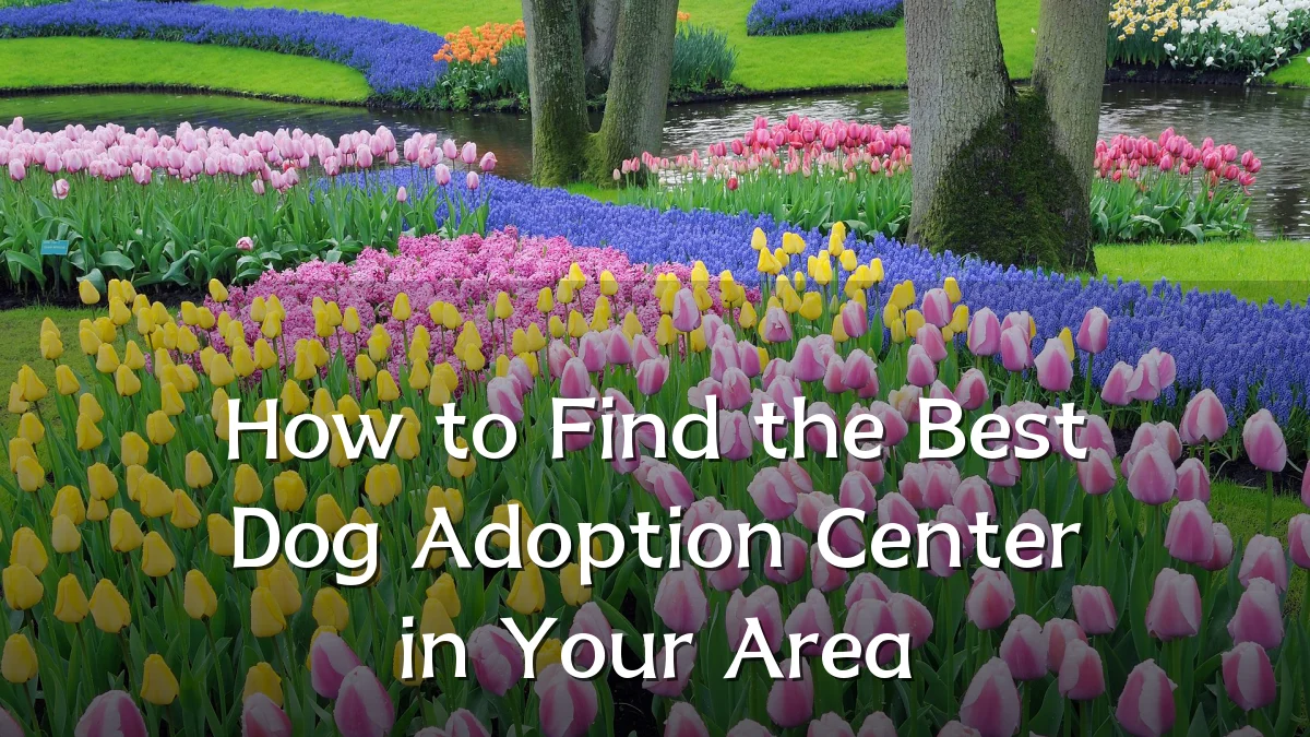 How to Find the Best Dog Adoption Center in Your Area