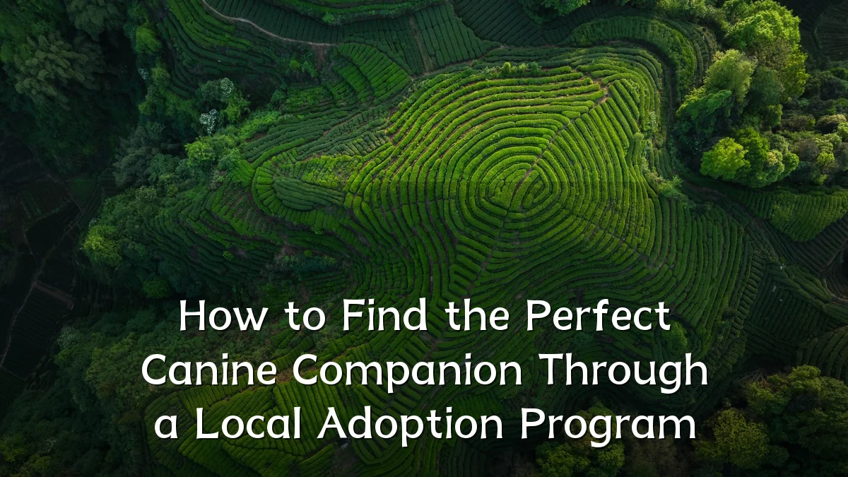 How to Find the Perfect Canine Companion Through a Local Adoption Program