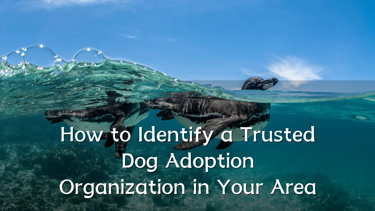 How to Identify a Trusted Dog Adoption Organization in Your Area