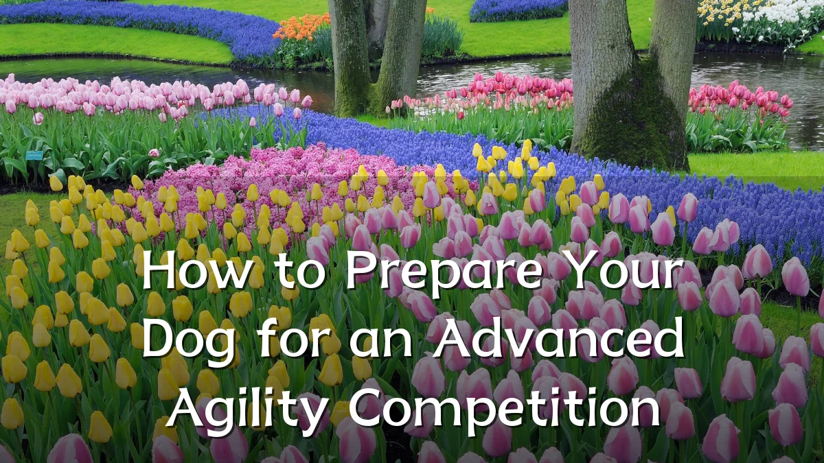 How to Prepare Your Dog for an Advanced Agility Competition