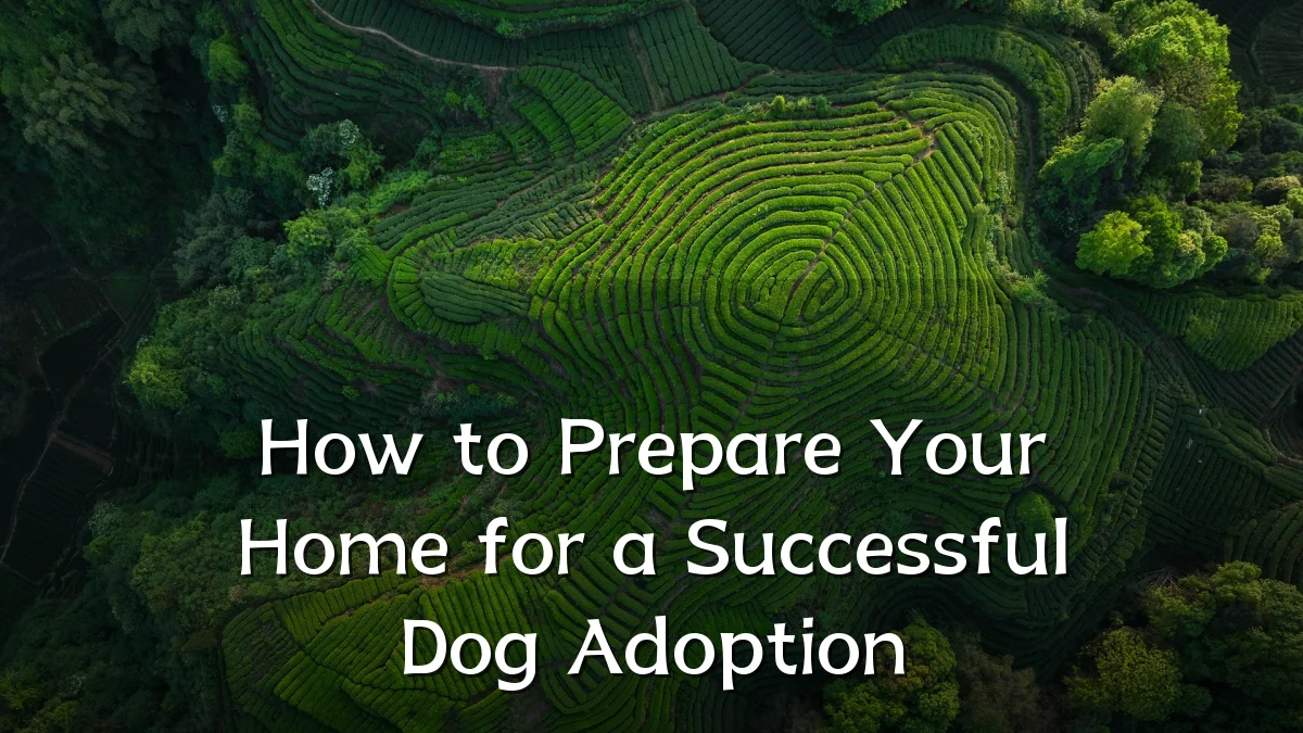 How to Prepare Your Home for a Successful Dog Adoption