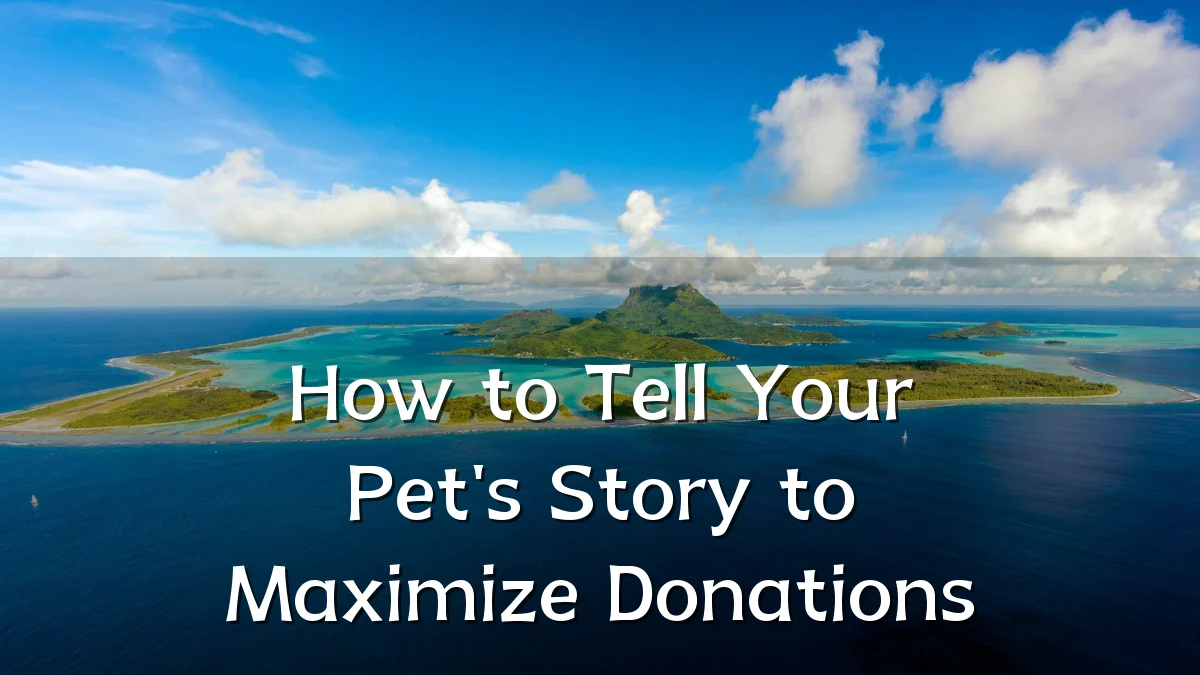 How to Tell Your Pet's Story to Maximize Donations