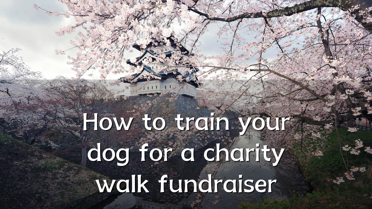 How to train your dog for a charity walk fundraiser