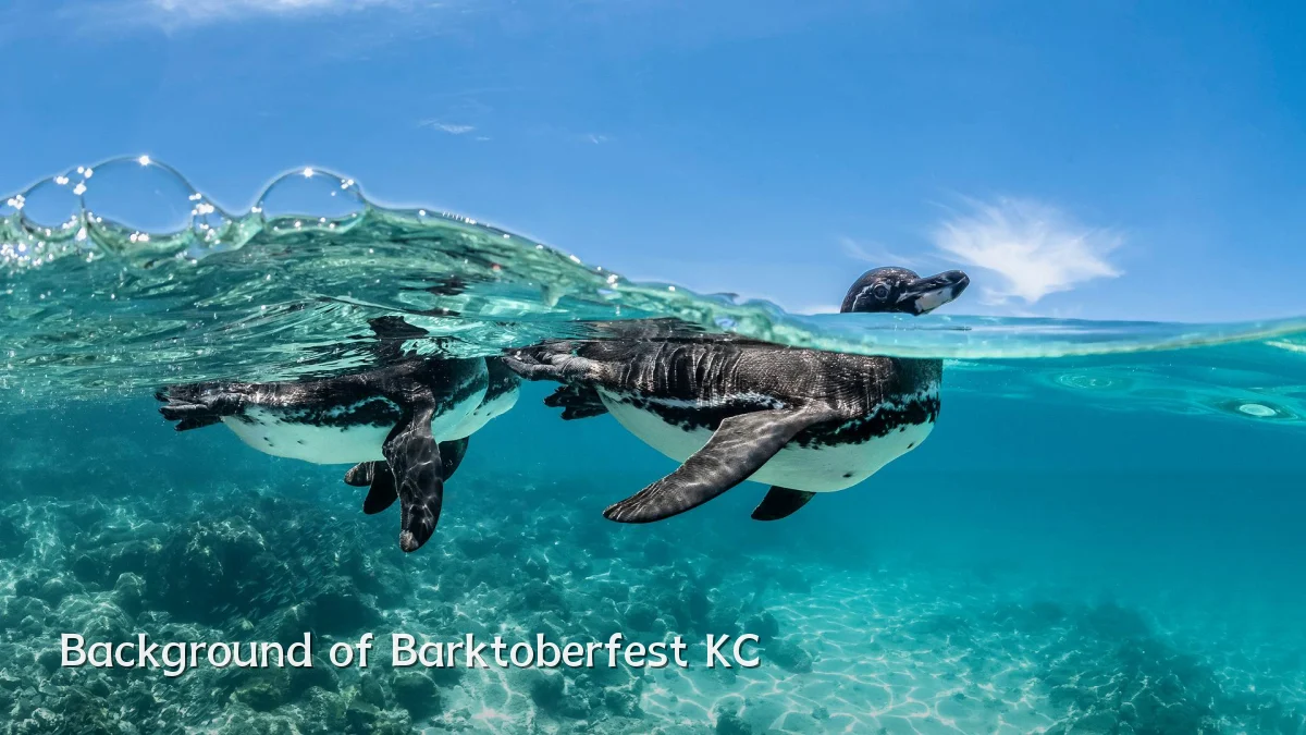 Background of Barktoberfest KC
