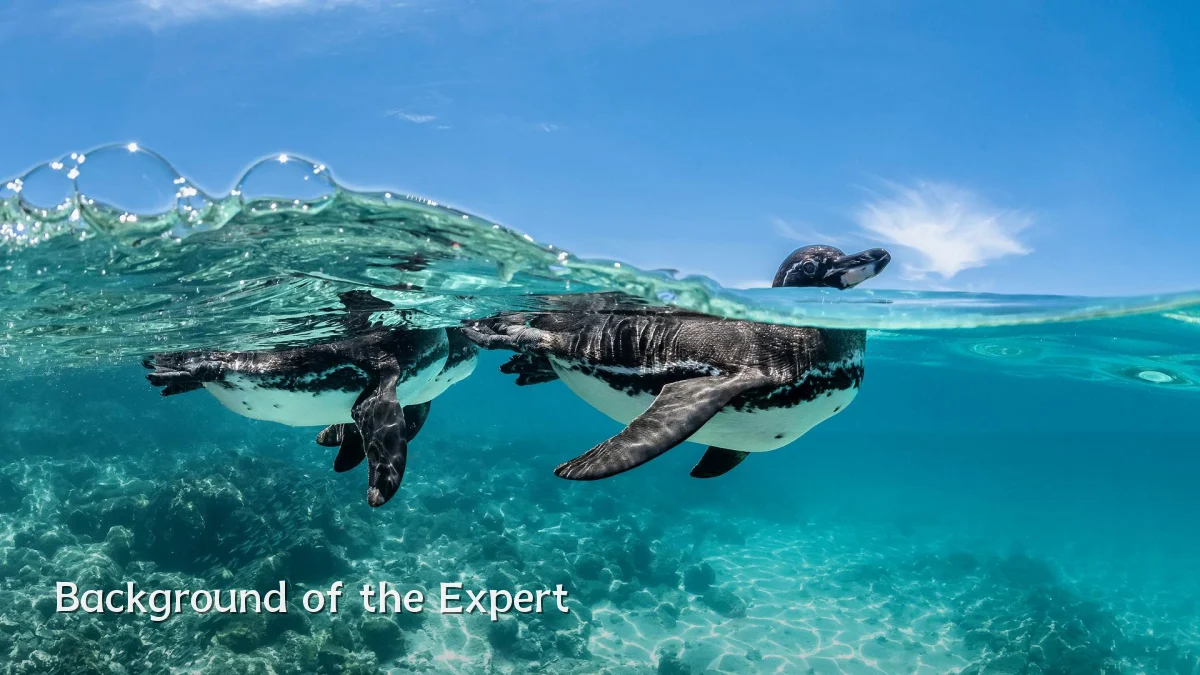 Background of the Expert