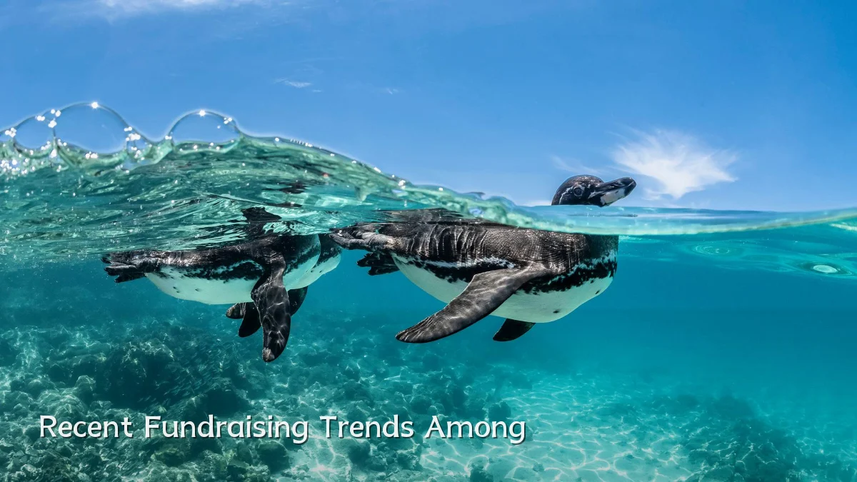 Recent Fundraising Trends Among