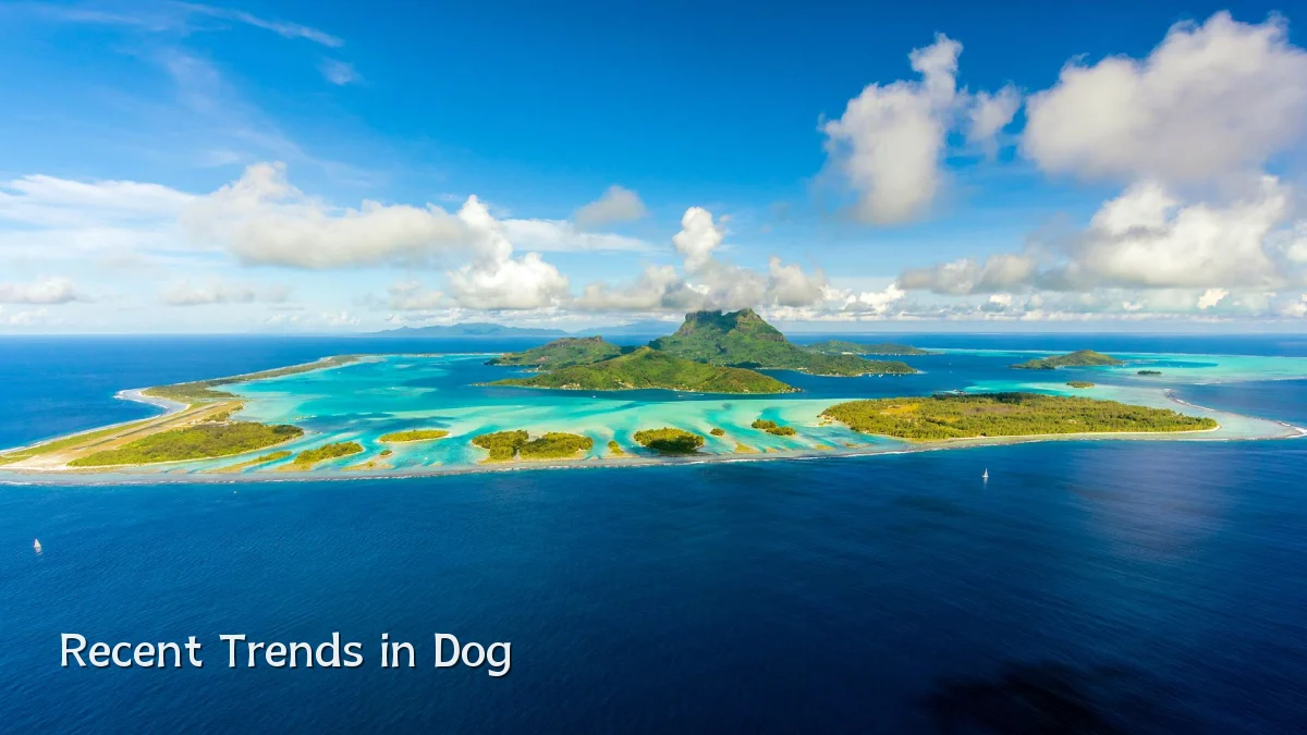 Recent Trends in Dog