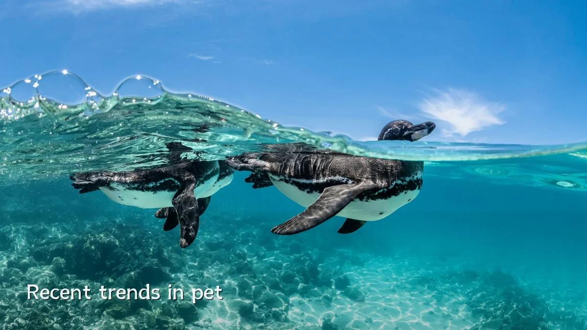 Recent trends in pet