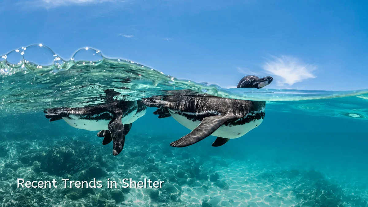 Recent Trends in Shelter