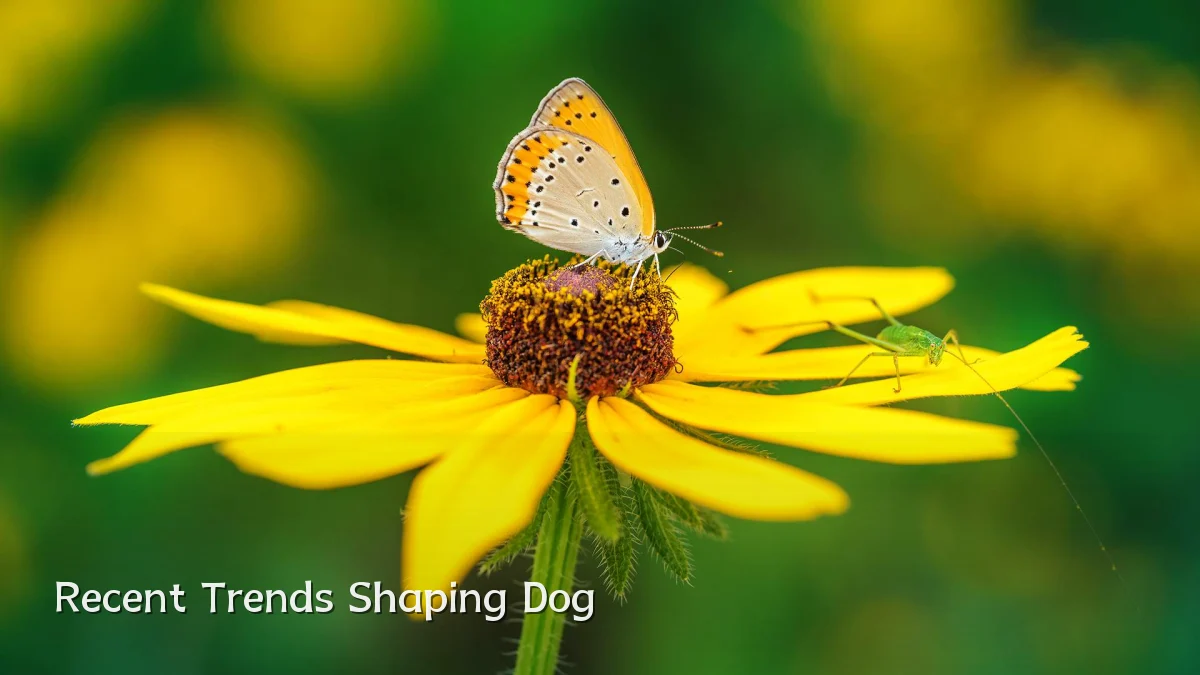 Recent Trends Shaping Dog