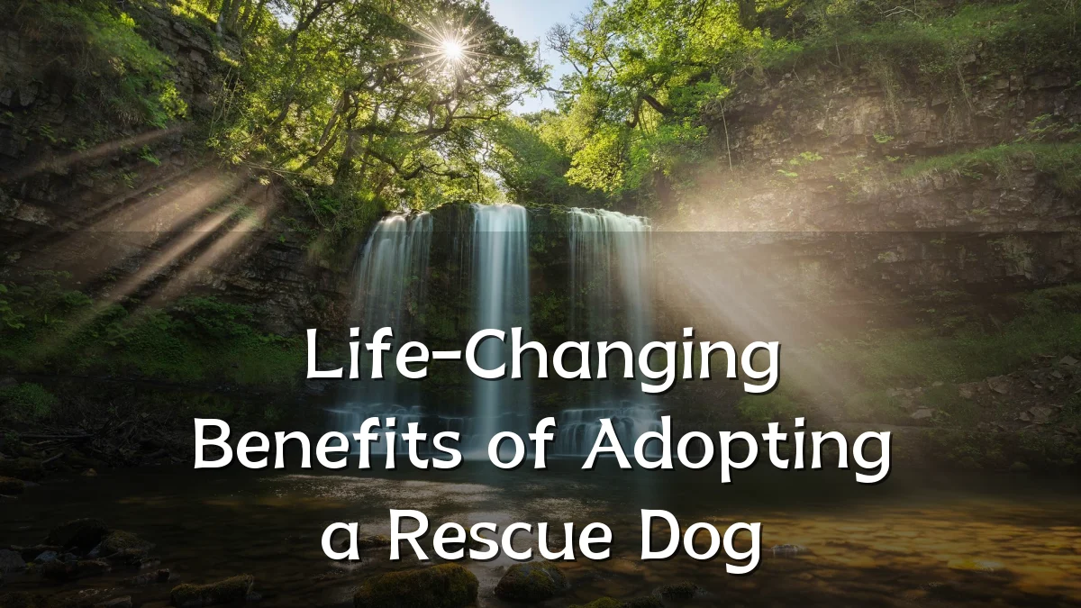 Life-Changing Benefits of Adopting a Rescue Dog