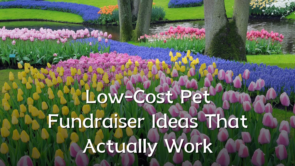 Low-Cost Pet Fundraiser Ideas That Actually Work