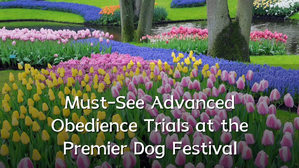 Must-See Advanced Obedience Trials at the Premier Dog Festival