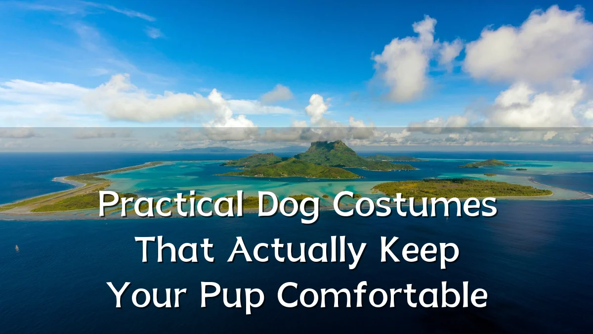 Practical Dog Costumes That Actually Keep Your Pup Comfortable