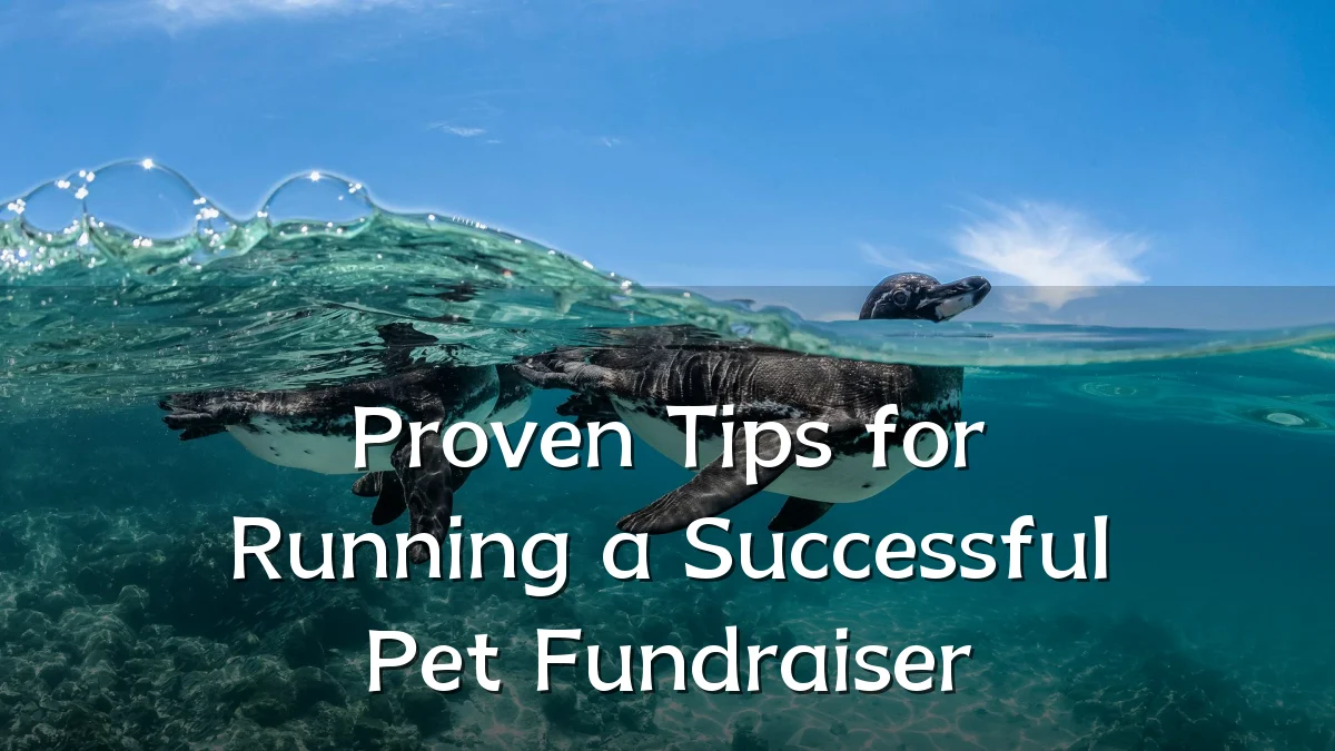 Proven Tips for Running a Successful Pet Fundraiser