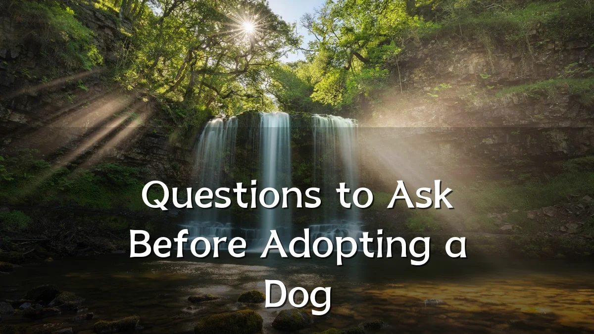 Questions to Ask Before Adopting a Dog