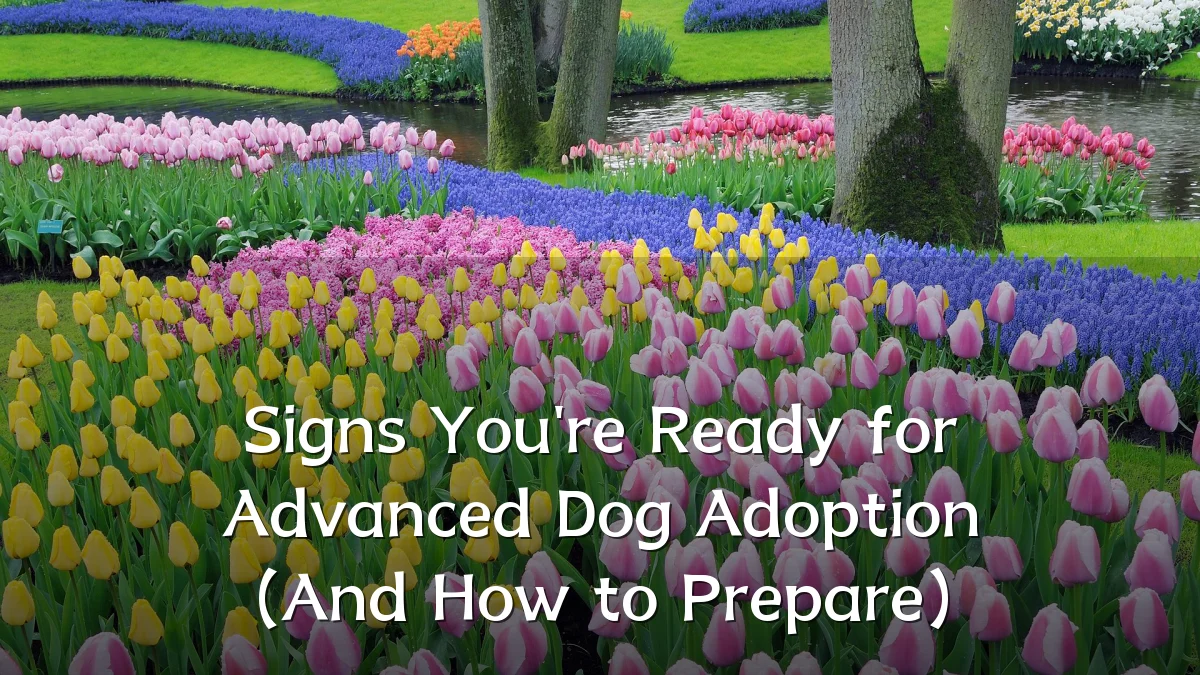 Signs You're Ready for Advanced Dog Adoption (And How to Prepare)