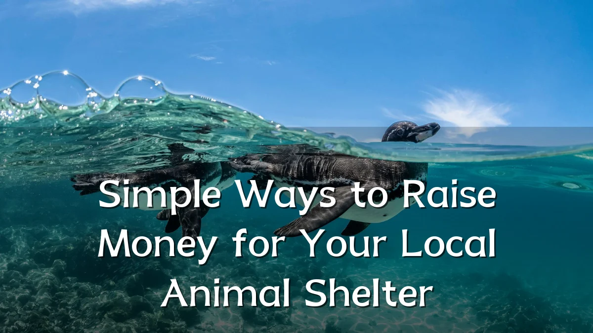 Simple Ways to Raise Money for Your Local Animal Shelter