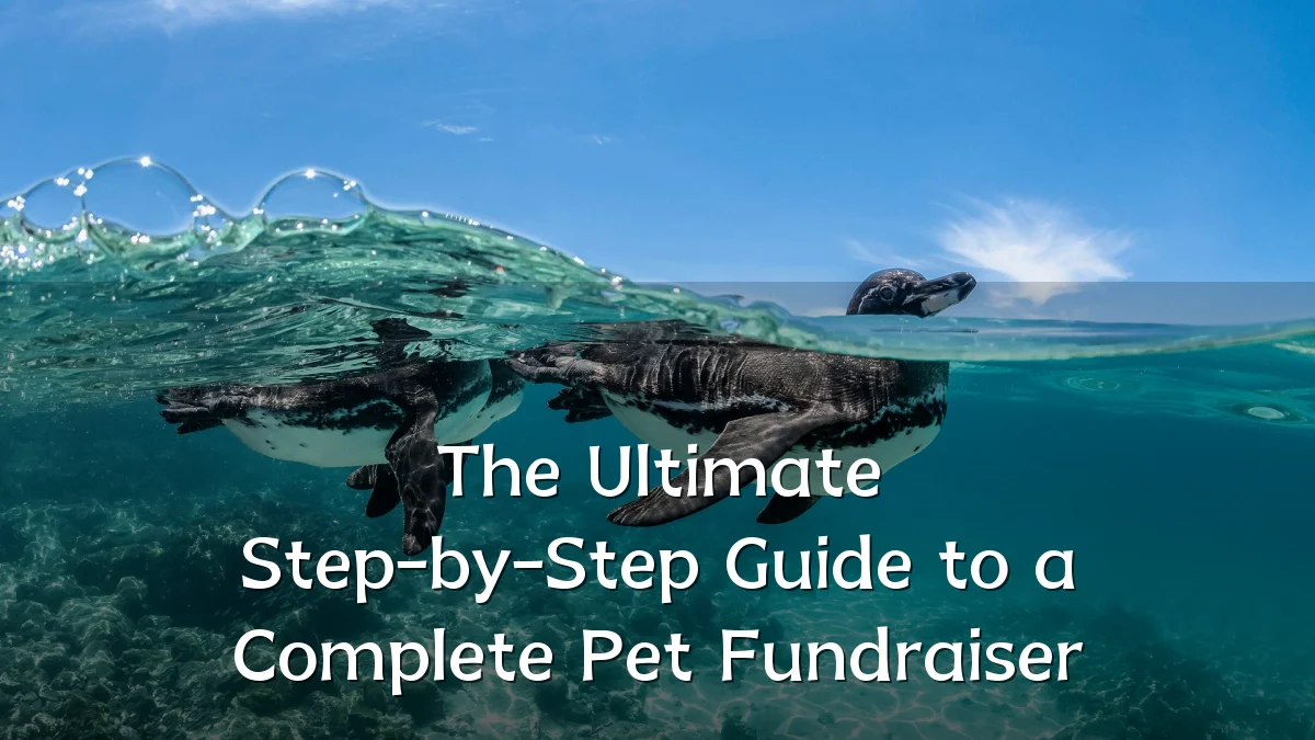 The Ultimate Step-by-Step Guide to a Complete Pet Fundraiser