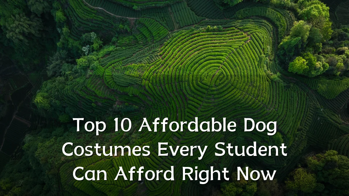 Top 10 Affordable Dog Costumes Every Student Can Afford Right Now