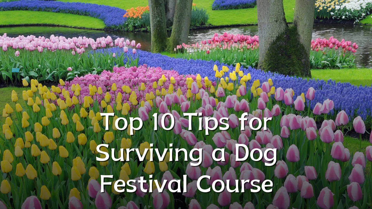 Top 10 Tips for Surviving a Dog Festival Course