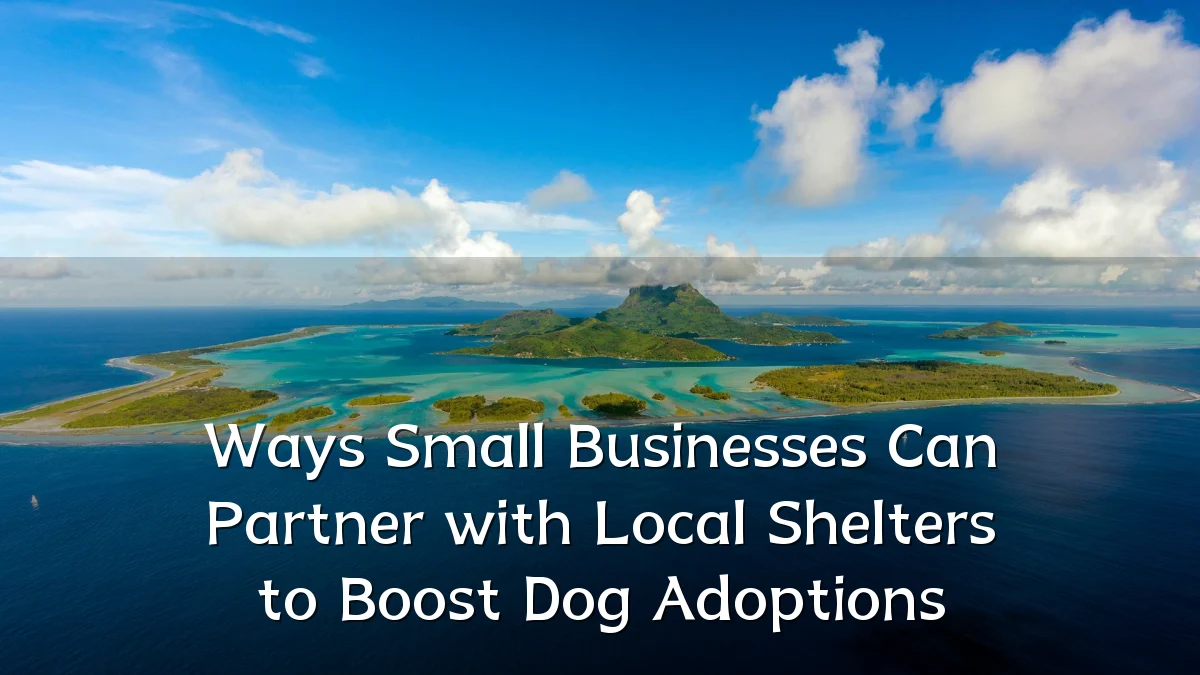 Ways Small Businesses Can Partner with Local Shelters to Boost Dog Adoptions