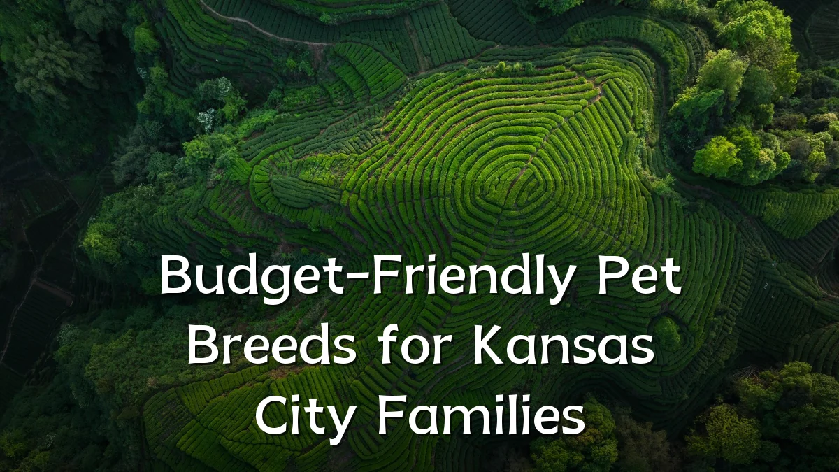 Budget-Friendly Pet Breeds for Kansas City Families