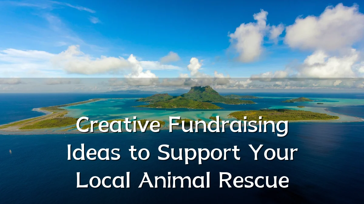Creative Fundraising Ideas to Support Your Local Animal Rescue