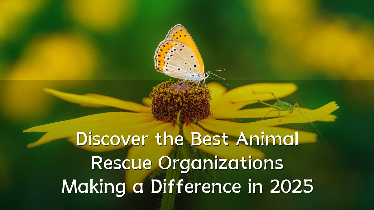 Discover the Best Animal Rescue Organizations Making a Difference in 2025