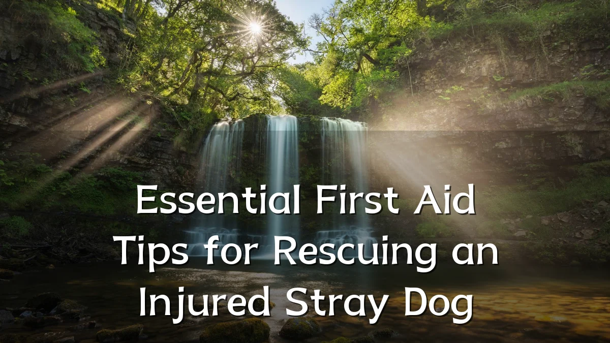 Essential First Aid Tips for Rescuing an Injured Stray Dog