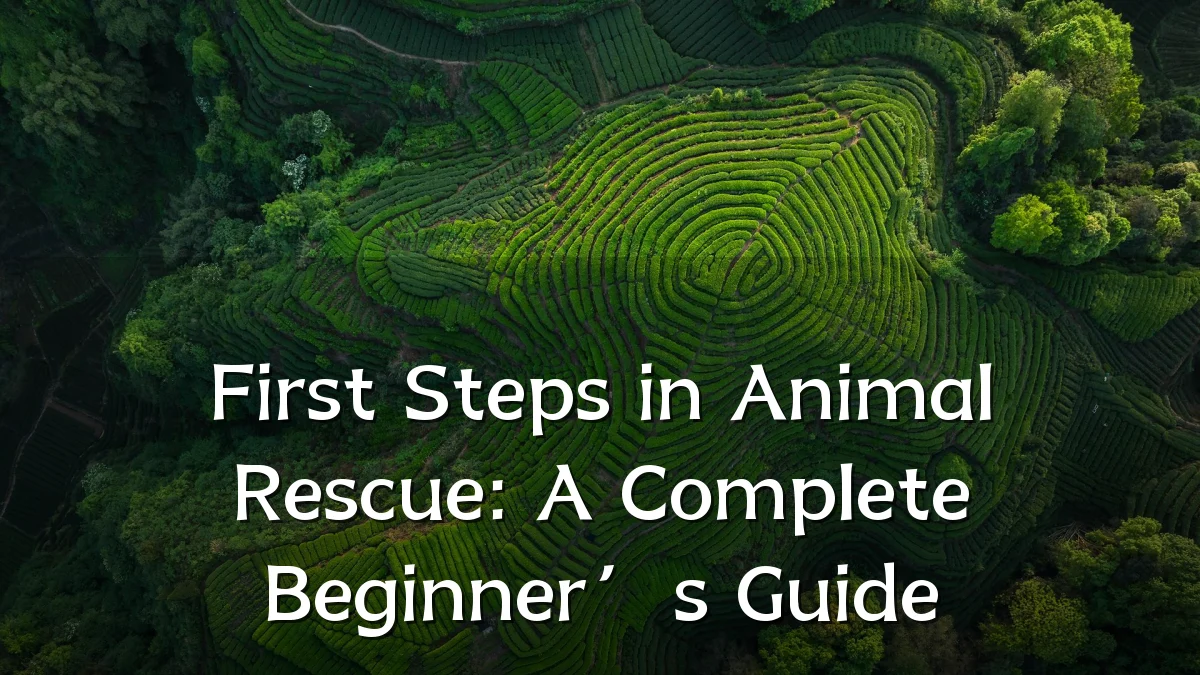 First Steps in Animal Rescue: A Complete Beginner’s Guide