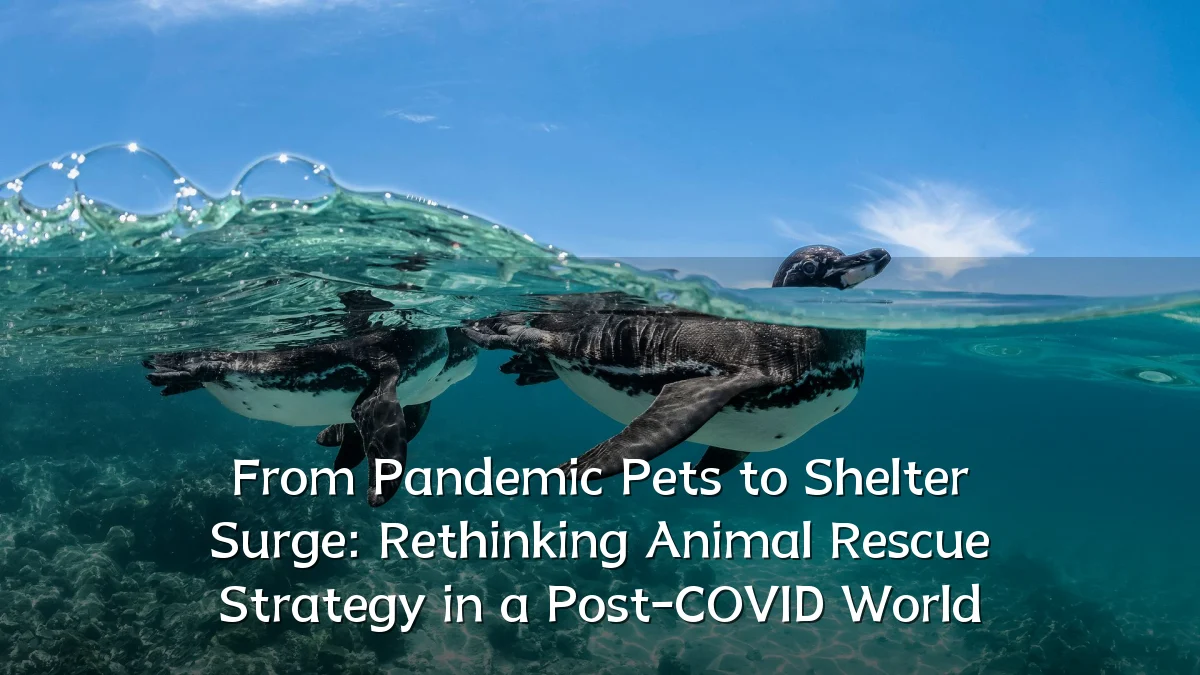 From Pandemic Pets to Shelter Surge: Rethinking Animal Rescue Strategy in a Post-COVID World
