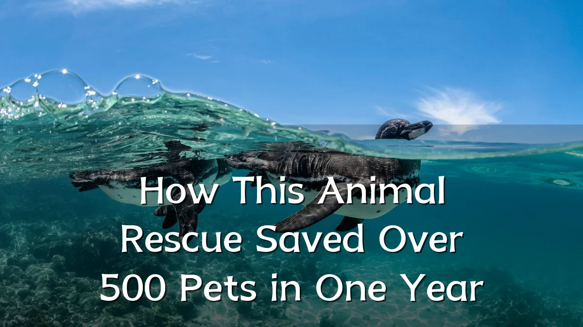 How This Animal Rescue Saved Over 500 Pets in One Year