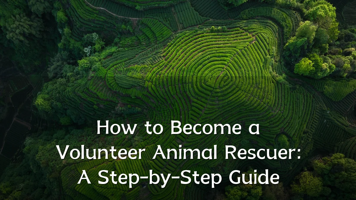How to Become a Volunteer Animal Rescuer: A Step-by-Step Guide