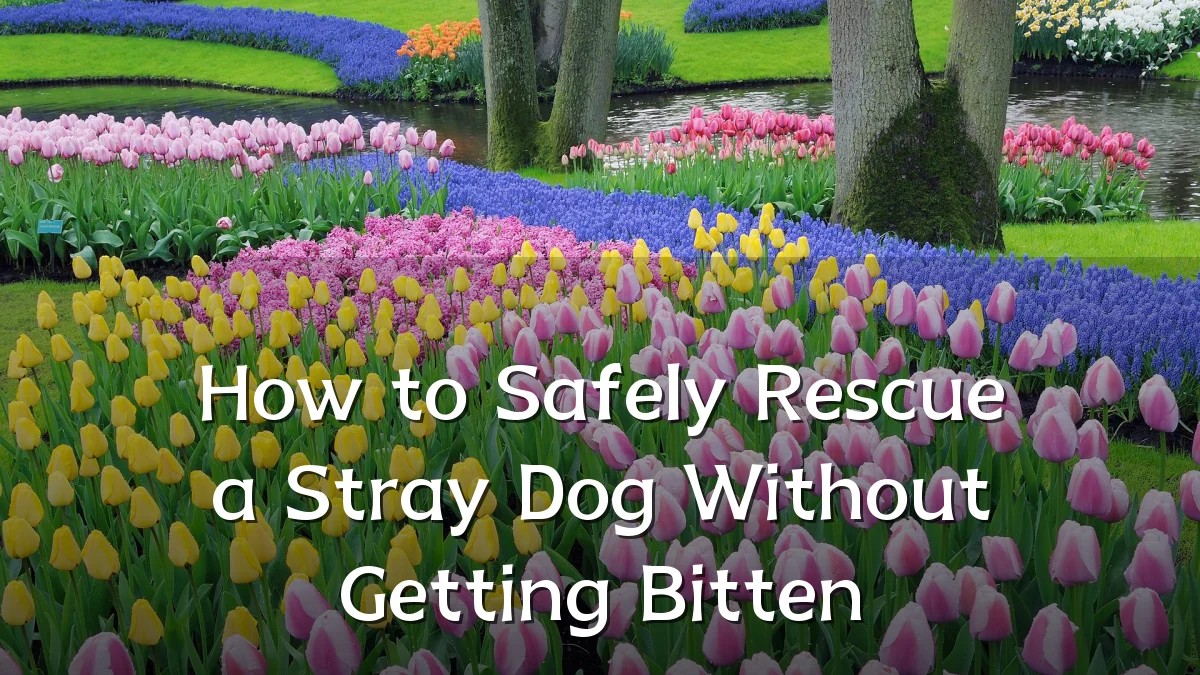 How to Safely Rescue a Stray Dog Without Getting Bitten
