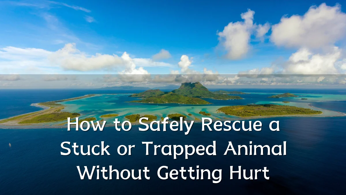 How to Safely Rescue a Stuck or Trapped Animal Without Getting Hurt