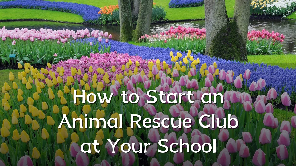 How to Start an Animal Rescue Club at Your School
